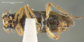 Media type: image;   Entomology 3568 Aspect: habitus ventral view